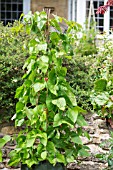 RUNNER BEANS PLANTED IN A POT