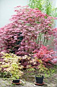 ACERS IN CONTAINERS