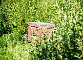 BEEHIVES IN A WILD GARDEN IN SUMMER