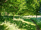 A MOWED PATH LINED BY YOUNG BETULA
