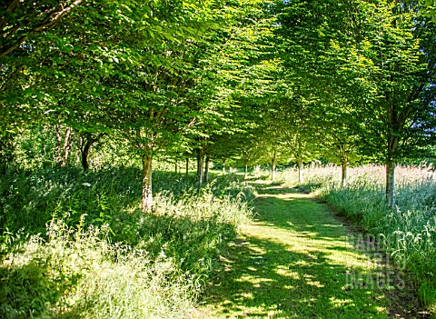 A_MOWED_PATH_LINED_BY_YOUNG_BETULA