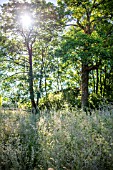 SUNLIGHT THROUGH TREES ONTO A WILD GRASS MEADOW