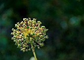 ALLIUM SEEDHEAD CATCHING THE SUNIGHT