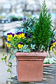 CONIFER AND HEDERA IN CONTAINER