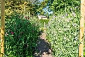 A PATHWAY THROUGH MIXED SWEET PEA GARDEN AREA