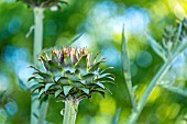 CYNARA SCOLYMUS