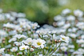 SAXIFRAGA TOURAN WHITE