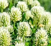 A PATCH OF TRIFOLIUM OCHROLEUCUM