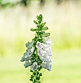 A SINGLE FOXGLOVE CATCHING THE LIGHT