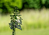 A SINGLE FOXGLOVE CATCHING THE LIGHT