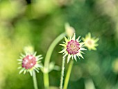 KNAUTIA BUDS