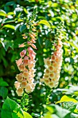 DIGITALIS SPIKES AGAINST GREEN FOLIAGE