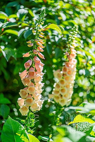 DIGITALIS_SPIKES_AGAINST_GREEN_FOLIAGE