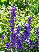 CAMPANULA LACTIFLORA