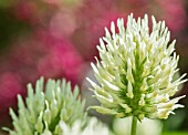 TRIFOLIUM OCHROLEUCUM