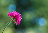 A SINGLE HEAD OF KNAUTIA MACEDONICA