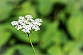 ANTHRISCUS SYLVESTRIS