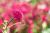 KNAUTIA MACEDONICA