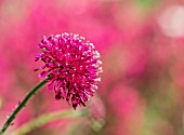 KNAUTIA MACEDONICA