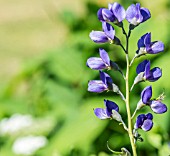 BAPTISIA AUSTRALIS