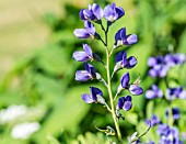 BAPTISIA AUSTRALIS