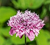 PAEONIA