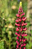 LUPINUS MY CASTLE