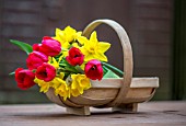 TULIPS AND NARCISSUS IN TRUG