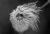 CLEMATIS BILL MACKENZIE SEEDHEAD