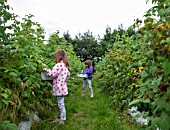 YOUNG GIRLS PICKING RASPBERRIES AT A FRUIT FARM