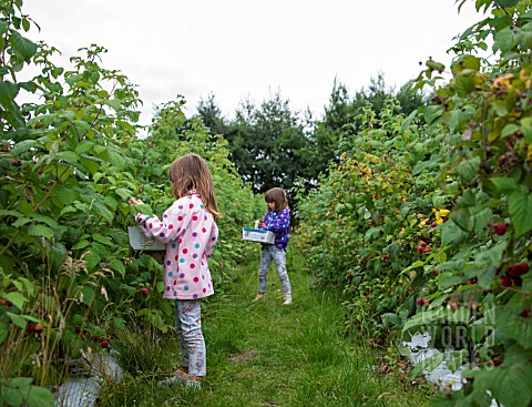 YOUNG_GIRLS_PICKING_RASPBERRIES_AT_A_FRUIT_FARM