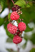 RIPE RASPERRIES HANGING ON A BUSH