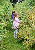 GIRLS FRUIT PICKING