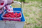 FRUIT PICKING