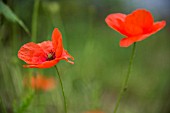 PAPAVER RHOEAS, COMMON  POPPY