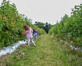 YOUNG GIRLS PICKING RASPBERRIES AT A FRUIT FARM