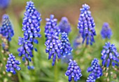 MUSCARI ARMENIACUM