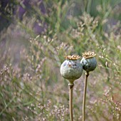 PAPAVER SEEDHEADS IN A COTTAGE GARDEN