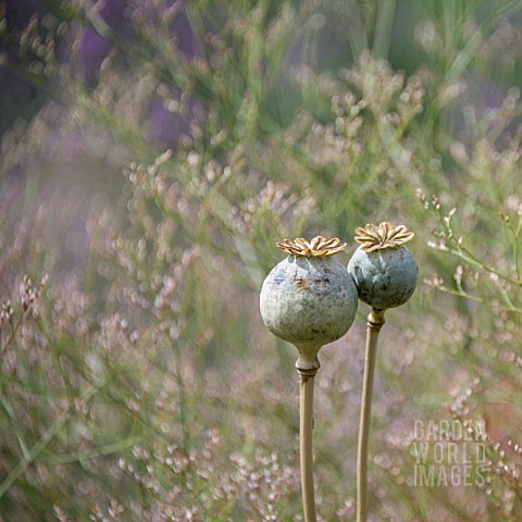 PAPAVER_SEEDHEADS_IN_A_COTTAGE_GARDEN