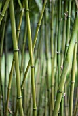 PHYLLOSTACHYS NIGRA