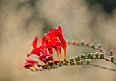 CROCOSMIA LUCIFER