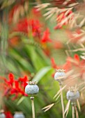 CROCOSMIA LUCIFER MONTBRETIA, PAPAVER SEEDHEADS AND STIPA MIXED PLANTING BORDER