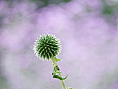 ECHINOPS RITRO VETCHS BLUE