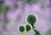 ECHINOPS RITRO VETCHS BLUE