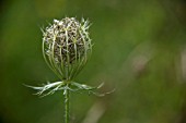 DAUCUS CAROTA