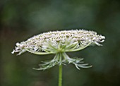 DAUCUS CAROTA