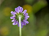 KNAUTIA ARVENSIS