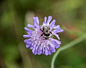 KNAUTIA ARVENSIS