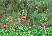 FRITILLARIA IMPERIALIS