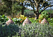 TRADITIONAL TERRACOTTA FORCING JARS